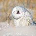 Candace Bond - Facebook