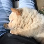 Candice Snow The Chow Chow - @heyitscandicesnow - Instagram