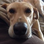 Candace (Knutson) Denning - @c.denning66 - Instagram