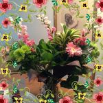Candace Higginson Downey - @pembroke44 - Instagram