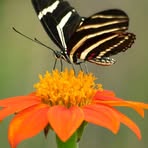 Candace Fuller - Facebook