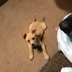 Candace Gibbons - Facebook