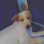 Candice Haney - @laylathe_herdbreed - Instagram