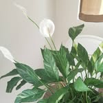 Candace Hebert-Thagard - @cancandacet - Instagram