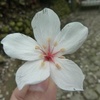 Candace Her - @30188760401 - TikTok