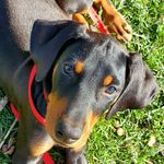 Candace W Levine - @nikothedoberdude - Instagram