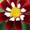 Candace Lines - @candace.lines - TikTok