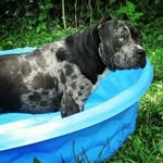 Candice Lowery - @mythicmerlebullies - Instagram