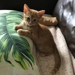 Candace MacDonald Jones Hoel - @candace.hoel - Instagram