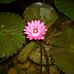 Candace Mcafee-Dirzuweit - Facebook