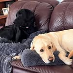 Candice Sheffield Needham - @candice_sheffield - Instagram