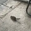 Candace Newcomb - @candace.newcomb5 - TikTok