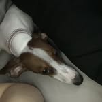 Candice Raines - @weenie500bailey - Instagram