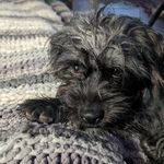Candace Reid - @snigglesbunny - Instagram