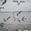 CandaceSchroeder6566 - @candaceschroeder6566 - TikTok