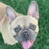 Candice Staggs - @thqfrenchies - TikTok