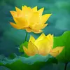Daffodil NOTE - @candacestokes19630 - TikTok