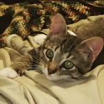 CandaceOwenTheCat - @candace_owens_stormy_daniels - Instagram