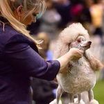 Candace Sullivan - @adoremepoodle - Instagram