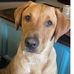 Candice Tardo Sumrall - Facebook