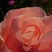 Candace Tate - Facebook