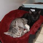 Candace Grey Tobin - @momof2furbabys - Instagram