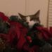Candace Tobin - Facebook