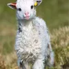 candacevvirginiae - @candacevvirginiae - TikTok