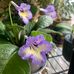 Candace Weir - Facebook