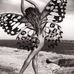 Candelaria Castro - Facebook