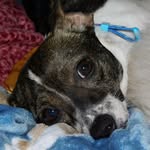 Candi Collins - @bestdog_buster - Instagram