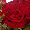 Candy Rosas - @candyrosas52 - TikTok
