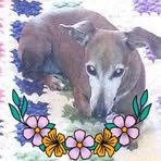 Candy Shaffer - Facebook