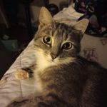 Candice Thurston - @hugtheanimals - Instagram