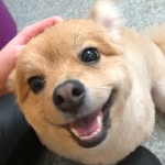 Candi The Pomeranian 🐾 - @candiwatson_ - Instagram