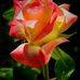 Candy Watts - Facebook