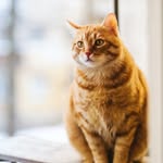 @cand_icebee - Instagram