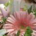 Candy Cantrell - Facebook