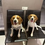 Candice & Casper - @candicecasperbeagles - Instagram