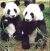 Candice Chan - Facebook