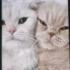 Candice Chua - @candice.chua0 - TikTok
