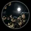 CandiceContreras - @donnaccuqrh - TikTok