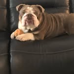 Candice Cunningham - @dukedutchesbullyz - Instagram