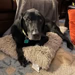 Candice Glass - @dukerufusmax - Instagram