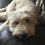 Candice Gottstein - @candicegottstein - Instagram