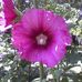 Candace Griswold - Facebook
