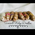 Candice Hogan - @summit_ridge_doodles - Instagram