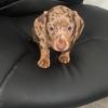 Winnie the Dashhund - @candiceirving6 - TikTok