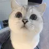 candice lin - @candice.lin - TikTok