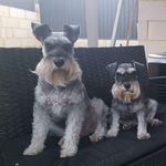 Candice Lowe - @nitro_mieka_mini_schnauzer - Instagram